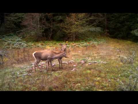 ირმები ბორჯომ-ხარაგაულის ეროვნულ პარკში | Borjomi-Kharagauli National Park